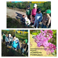 Патриотическая акция "Сирень Победы" Патриотическая акция "Сирень Победы".